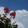 夏空と百日紅