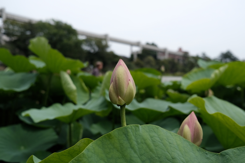 大賀蓮 (2)