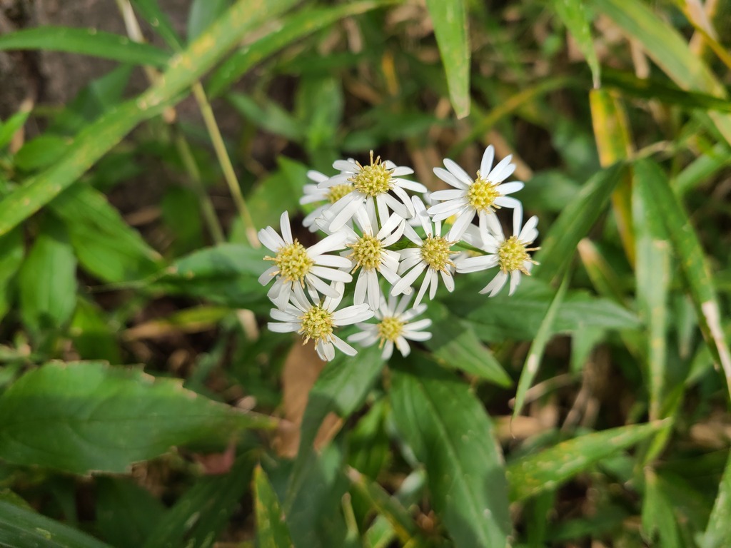 野に咲く花