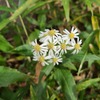 野に咲く花