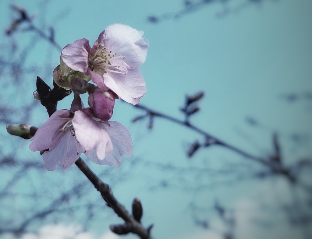 河津桜