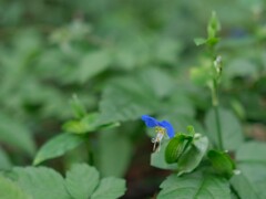 蕎麦畑まで（３）