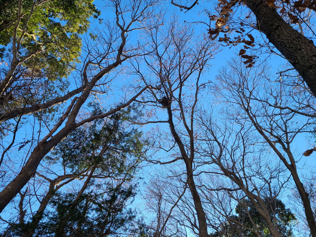 正月3日の散歩（１）