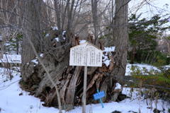 藻岩山　かつら
