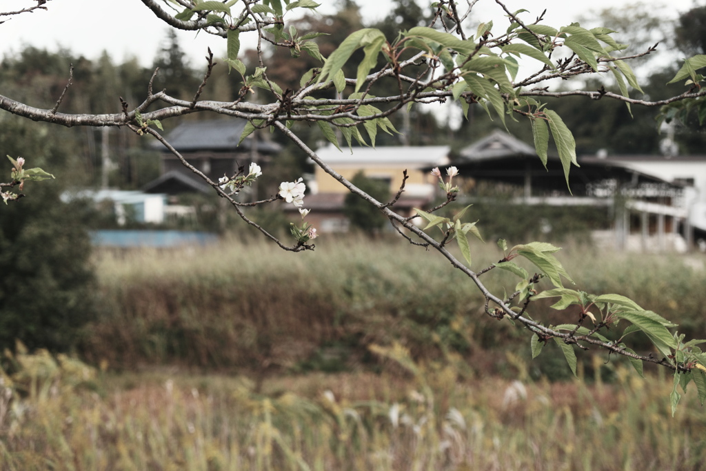 晩秋の河津桜(1)