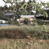 晩秋の河津桜(1)