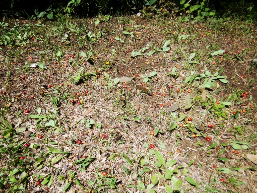 桜の樹