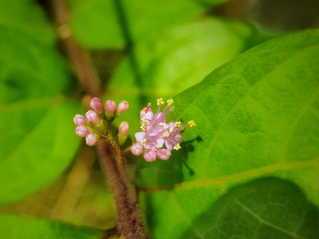 ムラサキシキブ　花