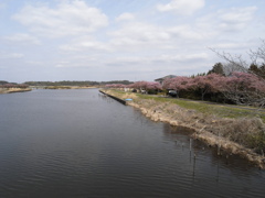 新川千本桜 平戸橋付近(3)