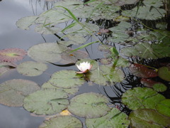 小雨の睡蓮池(1)