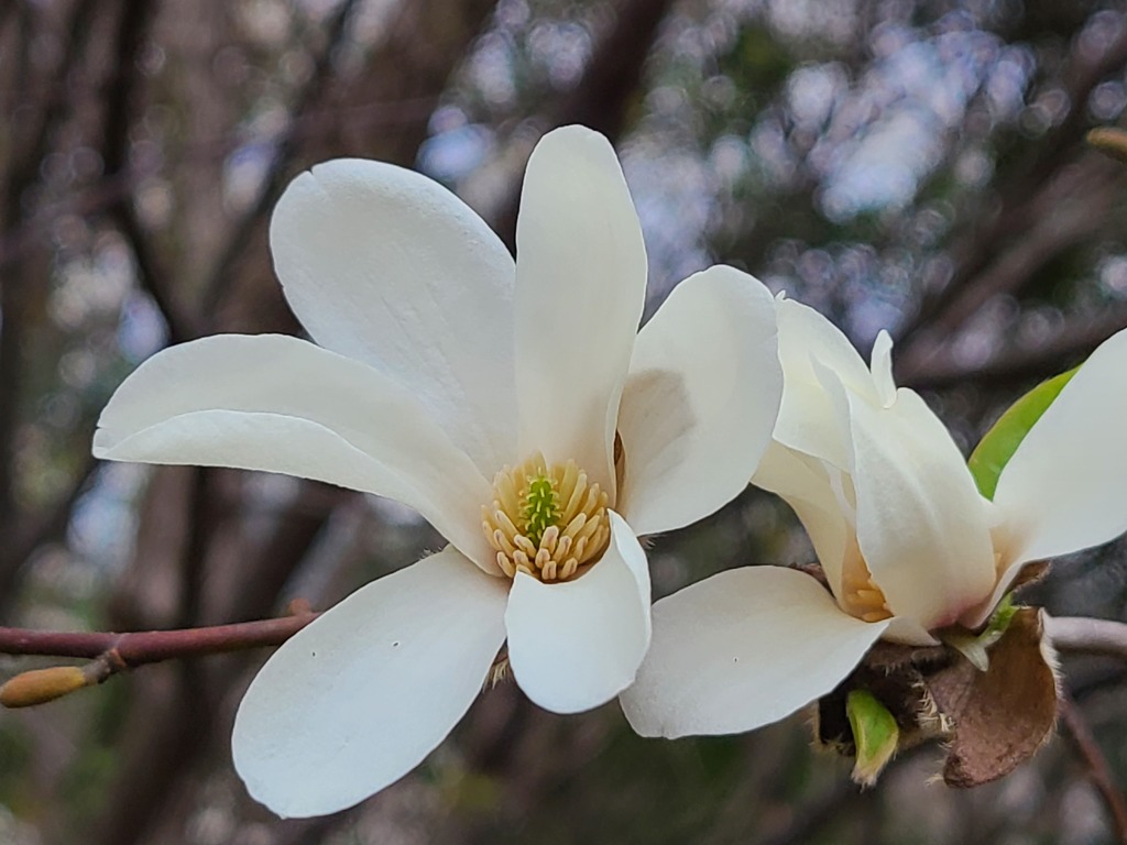 コブシの花 (2)
