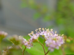 ムラサキシキブの花