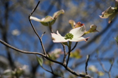 公園のハナミズキ（１）