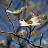 公園のハナミズキ（１）