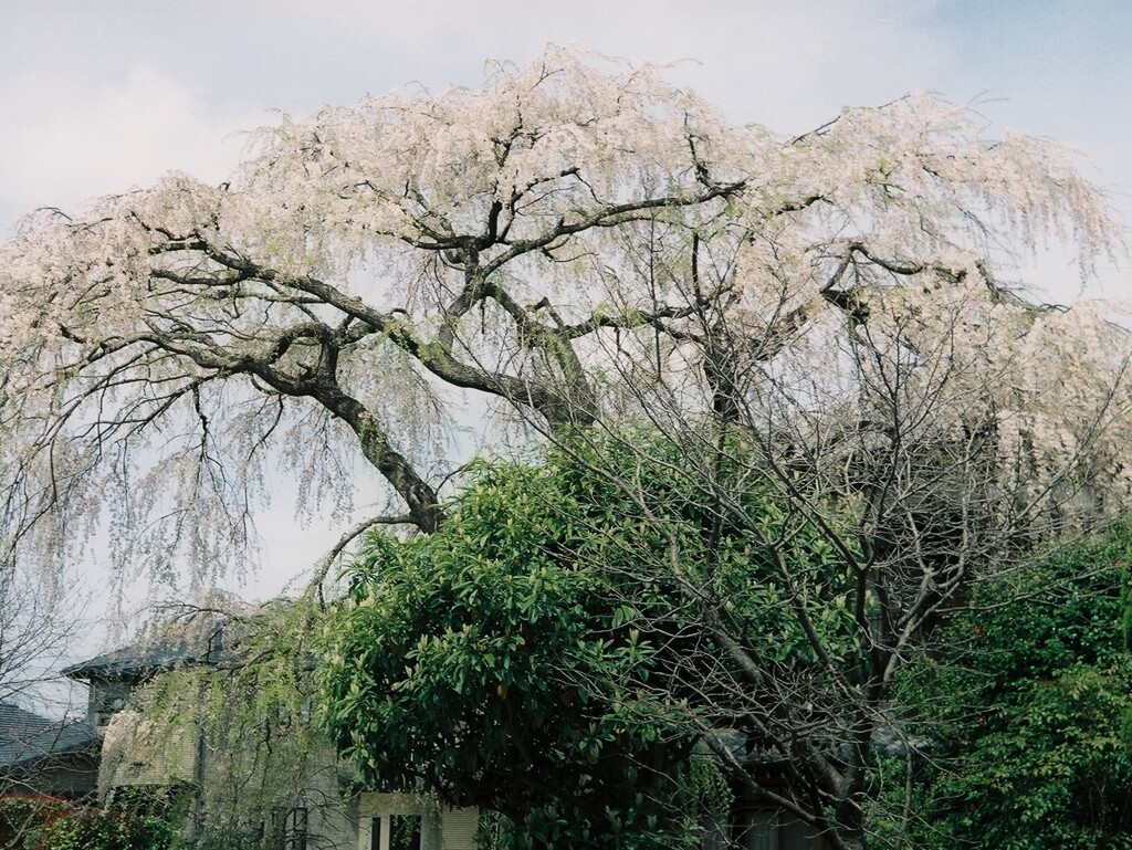 枝垂桜　終盤