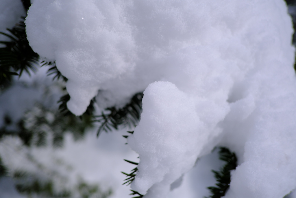 初冬の雪