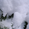 初冬の雪