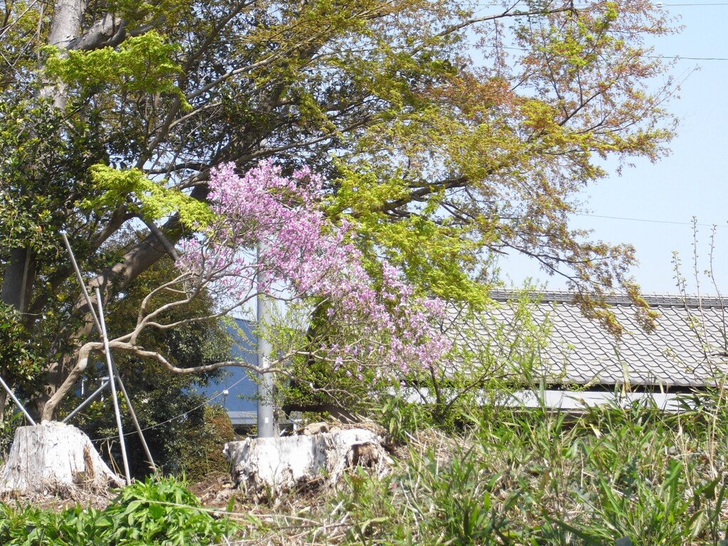 農家の庭(1)