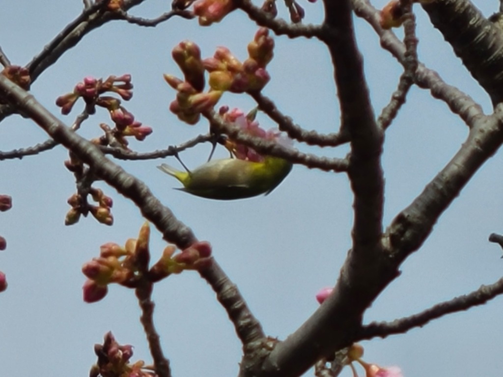 早咲きの桜 (3)