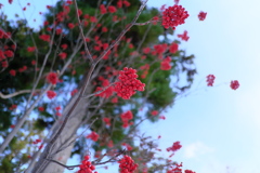 藻岩山　ナナカマド（３）