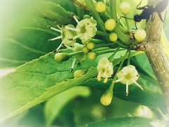 アオハダの花 (2)