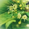 アオハダの花 (2)