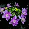紫陽花（３）