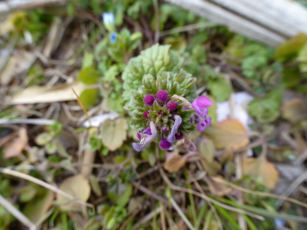 足元の花（１）