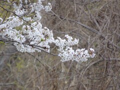 師戸城址の春（９）