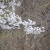 師戸城址の春（９）