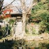 弁天池横の巨木