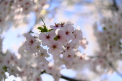 公園のオオシマザクラ（１）