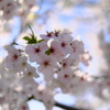 公園のオオシマザクラ（１）