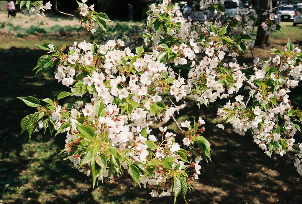 大島桜 (2)