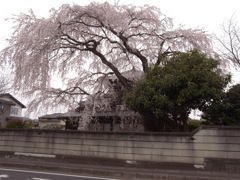 枝垂れ桜 (2)