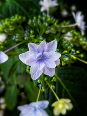 紫陽花