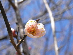 白梅（４）