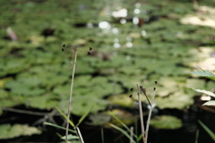 睡蓮池の晩夏（３）