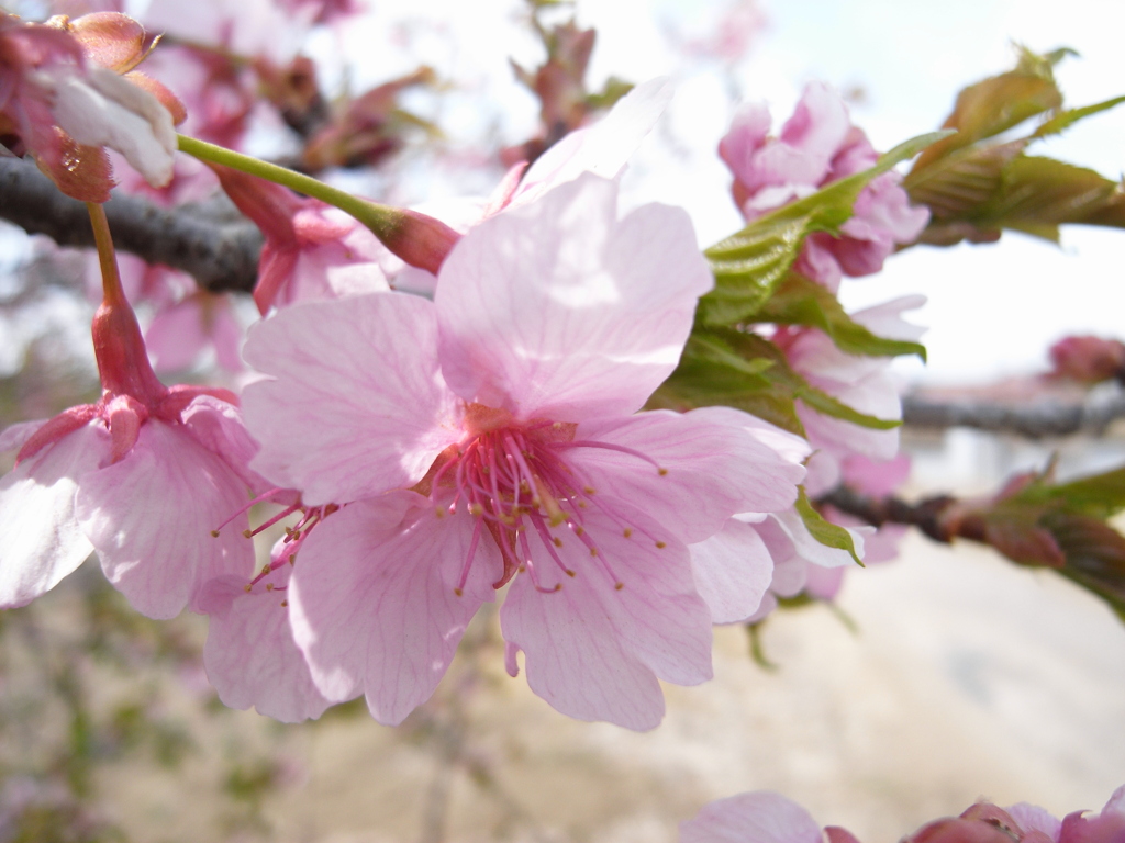 新川千本桜 平戸橋付近(10)