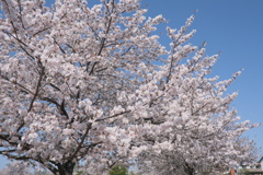 満開のソメイヨシノ
