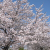 満開のソメイヨシノ