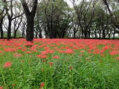 彼岸花(1)
