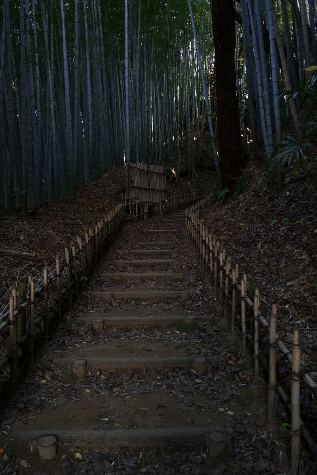 ひよどり坂（２）