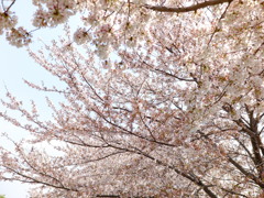 ソメイヨシノ(1)