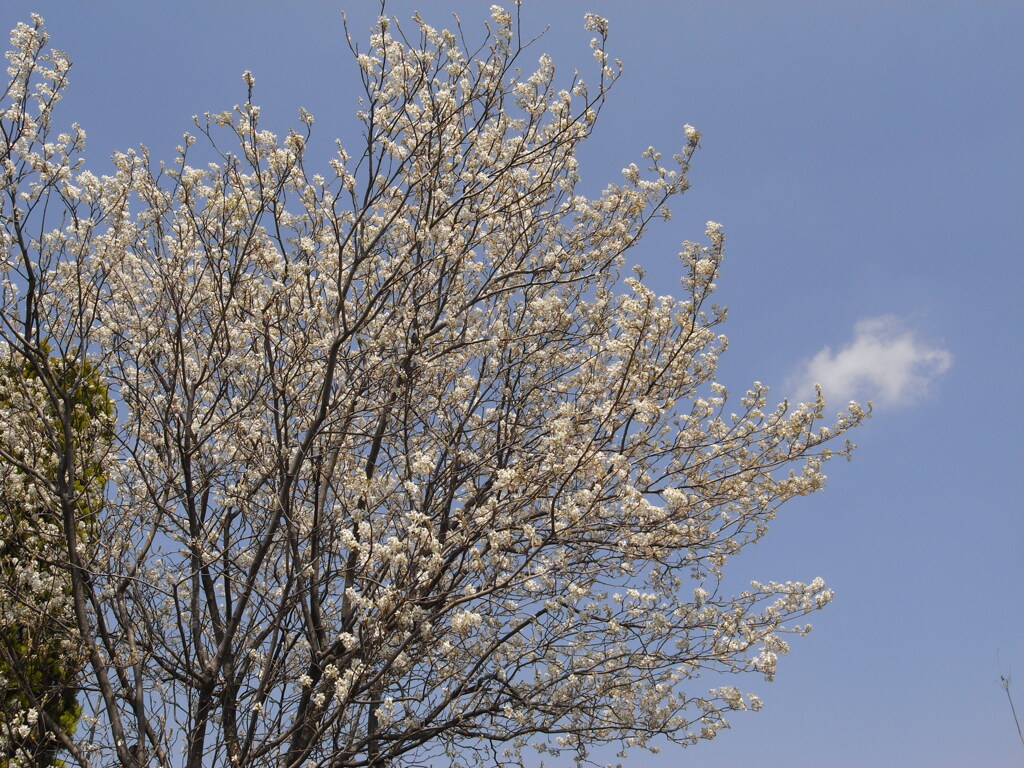 辛夷
