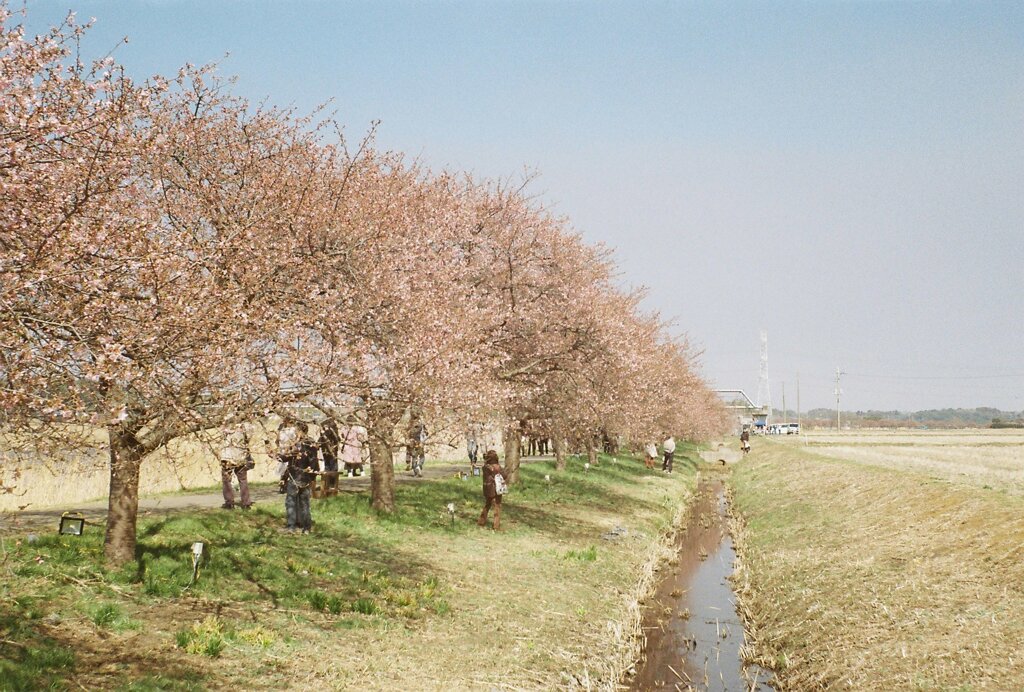 河津桜 (film1)