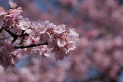 公園の河津桜（５）