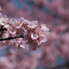 公園の河津桜（５）
