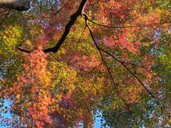 清水公園の紅葉