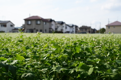 蕎麦畑